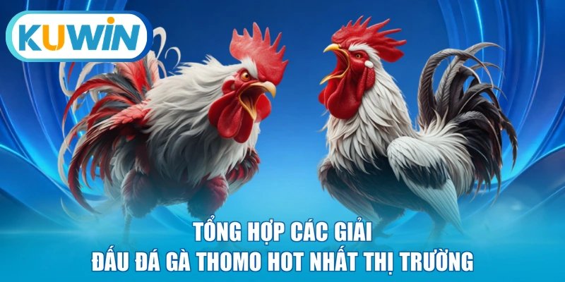 Tổng hợp các giải đấu đá gà Thomo hot nhất thị trường